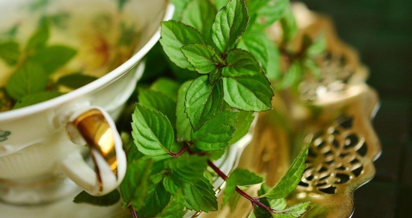 How to dry mint Correctly dry mint instructions